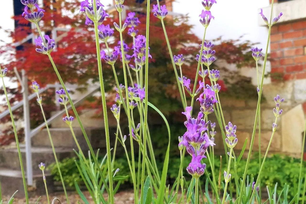 Charmante Maison Bourguignonne Avec Grand Jardin Et Parking Montbard Exterior foto